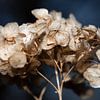 Nahaufnahme einer trockenen Blüte der Hortensie von Ulrike Leone