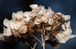 Nahaufnahme einer trockenen Blüte der Hortensie