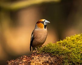 hawfinch by Stuart De vries