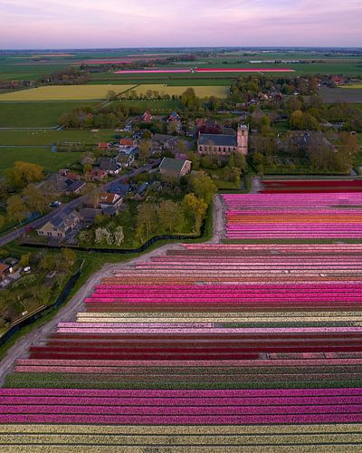 Kleurrijke Tulpenvelden bij Aartswoud in de Lente