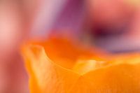 Kleur Bloemen