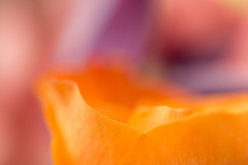 Kleur Bloemen