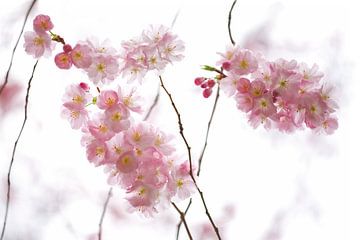 HANAMI