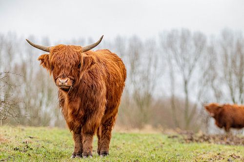 Highlander écossais