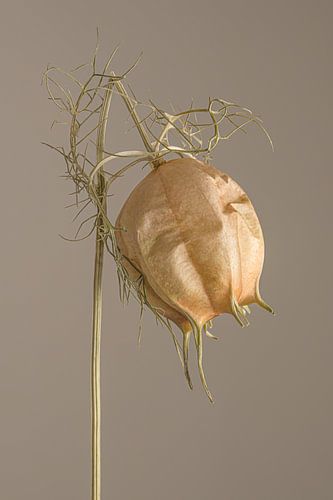 Kop op! Een gedroogd juffertje-in-het-groen laat zijn hoofdje hangen