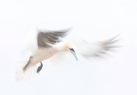 Jan van Gent in der Vlugt von Ingrid Van Damme fotografie