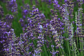 Lavande sur Thomas Jäger