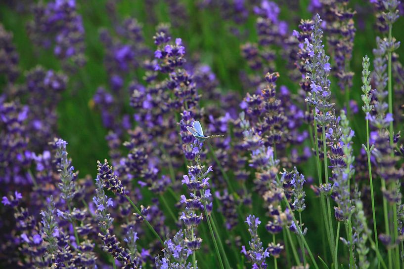 Lavendel von Thomas Jäger
