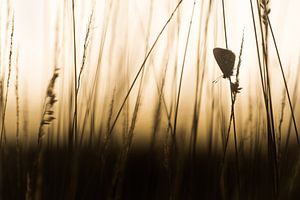 Het icarusblauwtje van Danny Slijfer Natuurfotografie