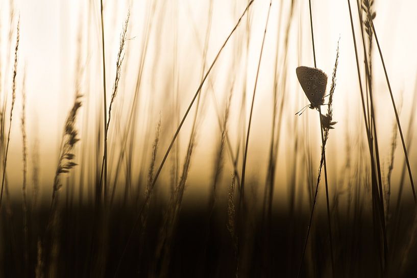 The icarus blue by Danny Slijfer Natuurfotografie