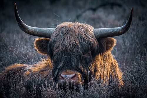 Scottish Highlander