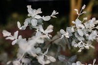 Eucalyptus