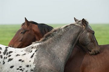 Freundschaft von Geertjan Plooijer