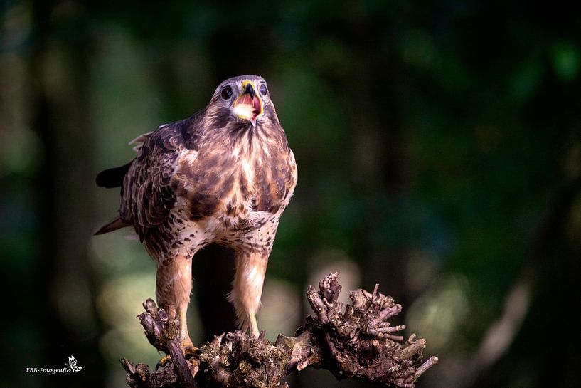 buzzard caught some by Esther Bax