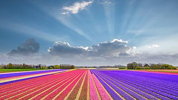 champs de bulbes expansifs en fleurs sur eric van der eijk
