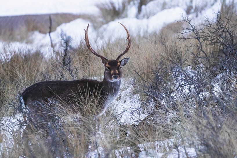 Fallow deer with antlers in the snow by Anne Zwagers