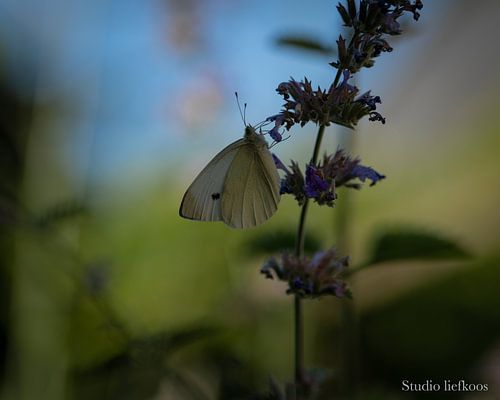Le silence en été sur Studio Liefkoos