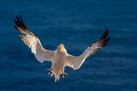 Landende Jan van Gent op Helgoland#0044