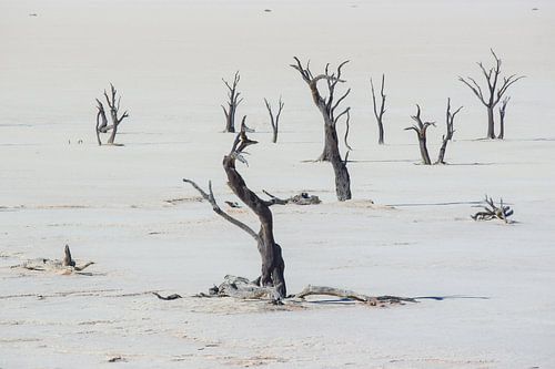 Deadvlei Namibië