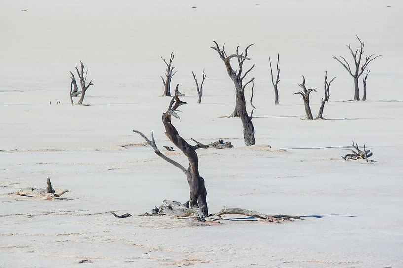 Deadvlei Namibië van Peter Moerman