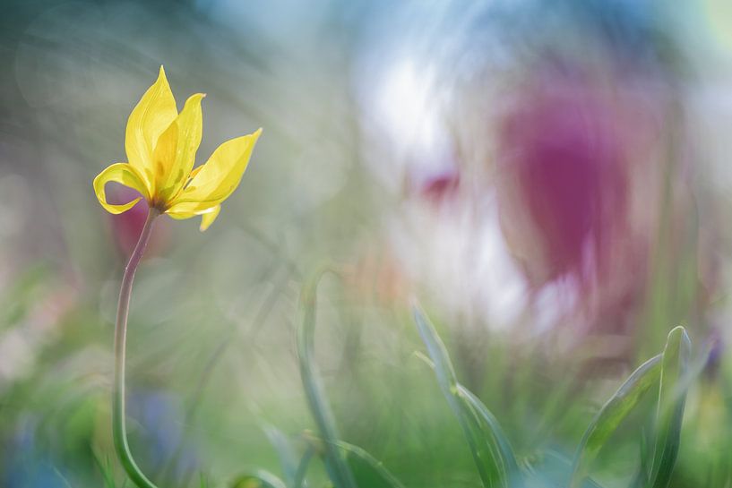 Tulipe forestière jaune parmi d'autres fleurs par Patricia van Kuik