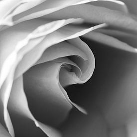 Quadratisches Bild des Herzens einer Rose in Schwarz und Weiß von Shotsby_MT