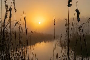 Sonnenaufgang im Nebel - Stille im Schilf in den Weerribben