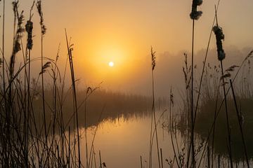Zonsopkomst in de mist – Stilte tussen het riet in de Weerribben van KB Design & Photography (Karen Brouwer)