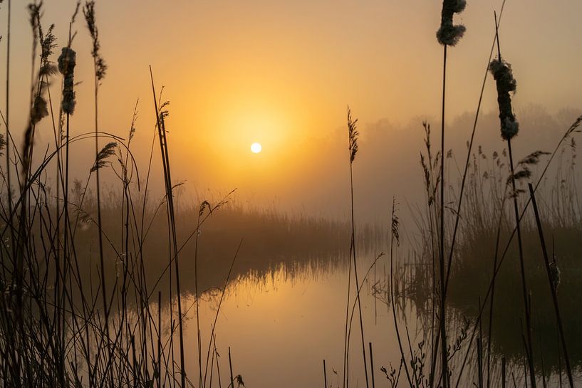 Sunrise in the mist - Silence among the reeds in the Weerribben by KB Design & Photography (Karen Brouwer)