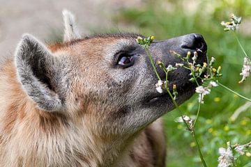 Gevlekte Hyena : DIergaarde Blijdorp van Loek Lobel