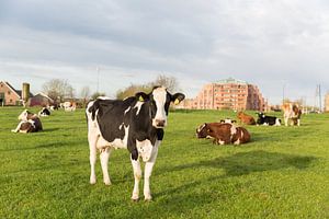 Koe in de wei