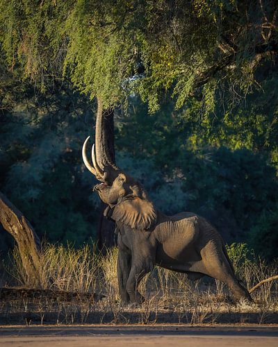 Elefant im Mana-Pools-Nationalpark