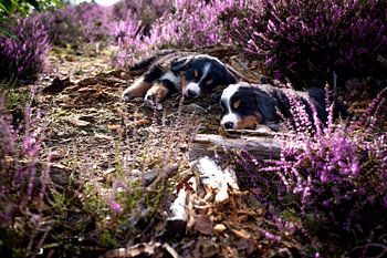 Sleeping puppies in the heath