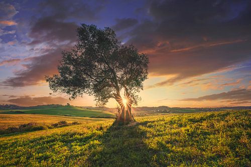 Olivier au coucher du soleil. Toscane