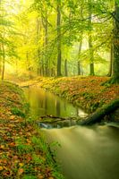Ein Bach in einem hellgrünen Wald an einem frühen Herbstmorgen