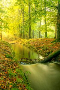 Ein Bach in einem hellgrünen Wald an einem frühen Herbstmorgen