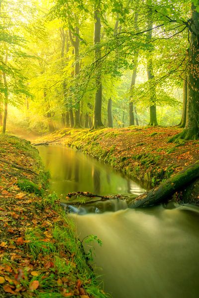 Ruisseau dans une forêt d'un vert éclatant au cours d'une matinée d'automne. par Sjoerd van der Wal Photographie
