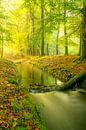 Ruisseau dans une forêt d'un vert éclatant au cours d'une matinée d'automne. par Sjoerd van der Wal Photographie Aperçu