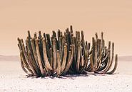 Peach Sky Cactus by Kathrin Pienaar thumbnail