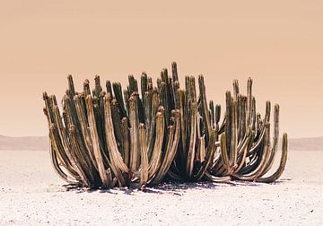 Cactus perzikhemel van Kathrin Pienaar