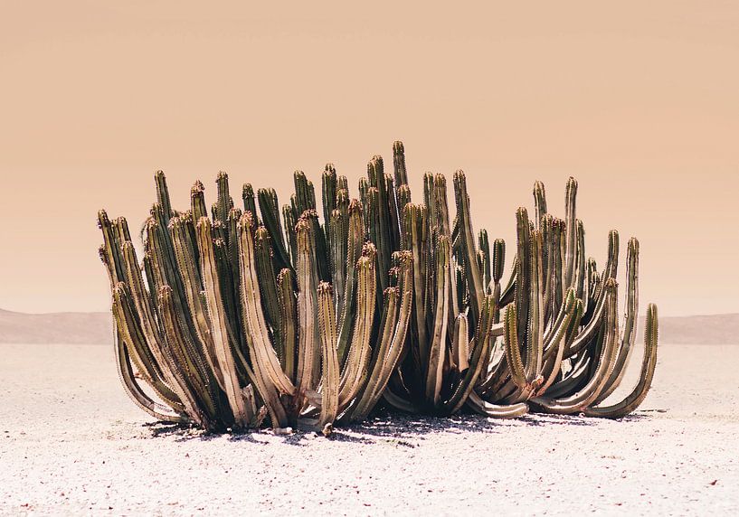 Peach Sky Cactus by Kathrin Pienaar