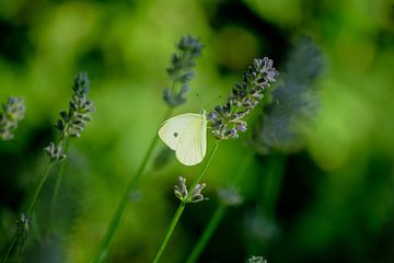 Cabbage white in lavender field by Margreet Boersma