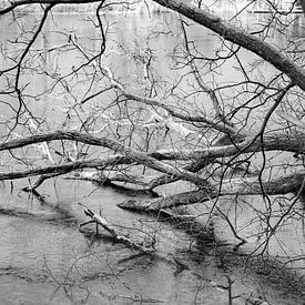 Deer Winter hat alles im Griff von Thomas Riess