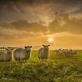 Schapen met zonsopkomst van Bertrik Hakvoort