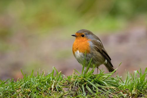 roodborstje, zangvogel. Erithacus rubecula
