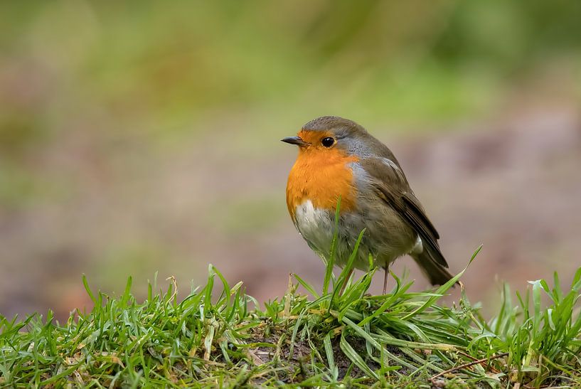 Rotkehlchen, Singvogel. Erithacus rubecula von Gert Hilbink