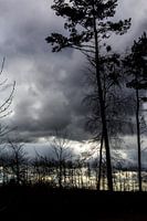 Bomen in de licht van een regenbui