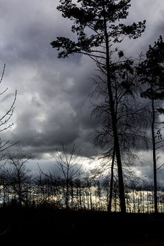 Bomen in de licht van een regenbui van Eveline Eijlander