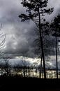 Bomen in de licht van een regenbui van Eveline Eijlander thumbnail