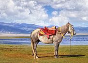 cheval tibétain à la région montagneuse près du lac Qinghai par Tony Vingerhoets Aperçu
